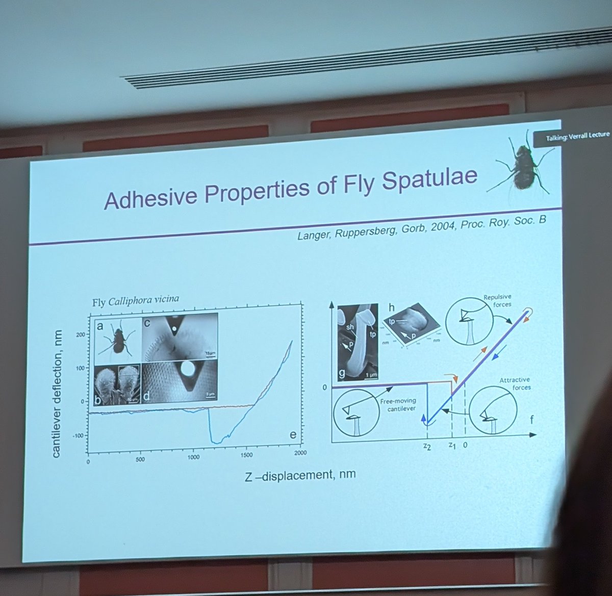 kumaririyapati's tweet photo. Mind-blowing Verrall Lecture 2026 by Prof Stanislav Gorb at @RoyEntSoc , an amazing evening in Imperial College London! 🪲🔬 Hairy pads, spatulae adhesion forces, biomimetic fly-on-ceiling tech: insect surfaces revolutionizing robotics &amp; materials. Nature's genius! #Entomology https://t.co/UtBrwAtkdj