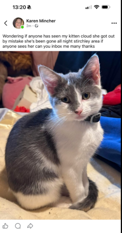 This beautiful young female #cat , Cloud, is #missing from #Stirchley, #Telford.  Please keep a lookout for her and check sheds, garages etc. See post on  Nextdoor:  nextdoor.co.uk/p/rBrks_fqmddZ…