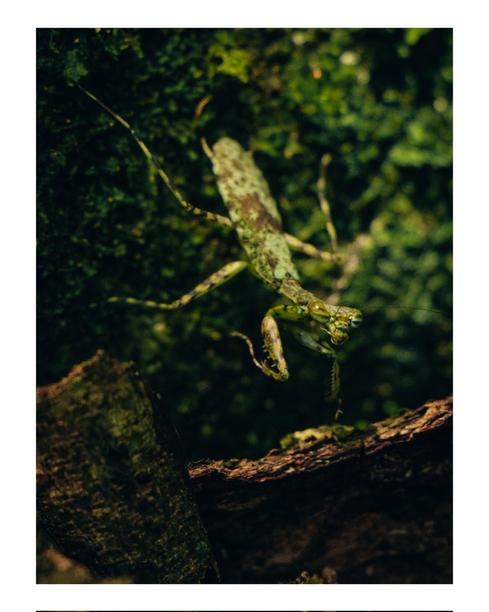 pedromoreirahn's tweet photo. visita rápida 🟢
📸Canon SL3
.
.
.
.
.
#photography #fotografia #naturephotography #green #riodejaneiro
                 https://t.co/deGEVuQstG https://t.co/jfb016oGzs
