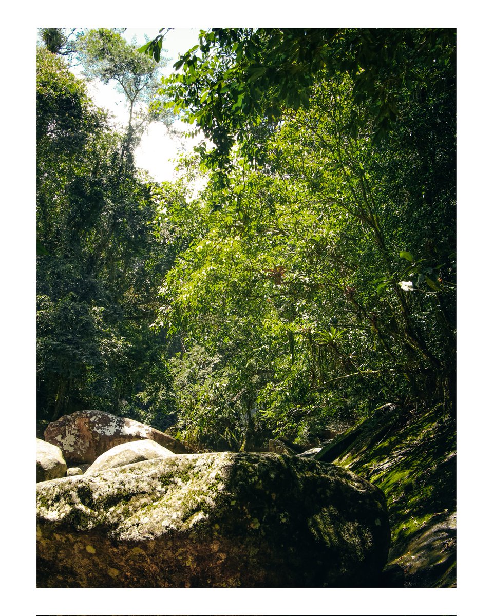 pedromoreirahn's tweet photo. visita rápida 🟢
📸Canon SL3
.
.
.
.
.
#photography #fotografia #naturephotography #green #riodejaneiro
                 https://t.co/deGEVuQstG https://t.co/jfb016oGzs
