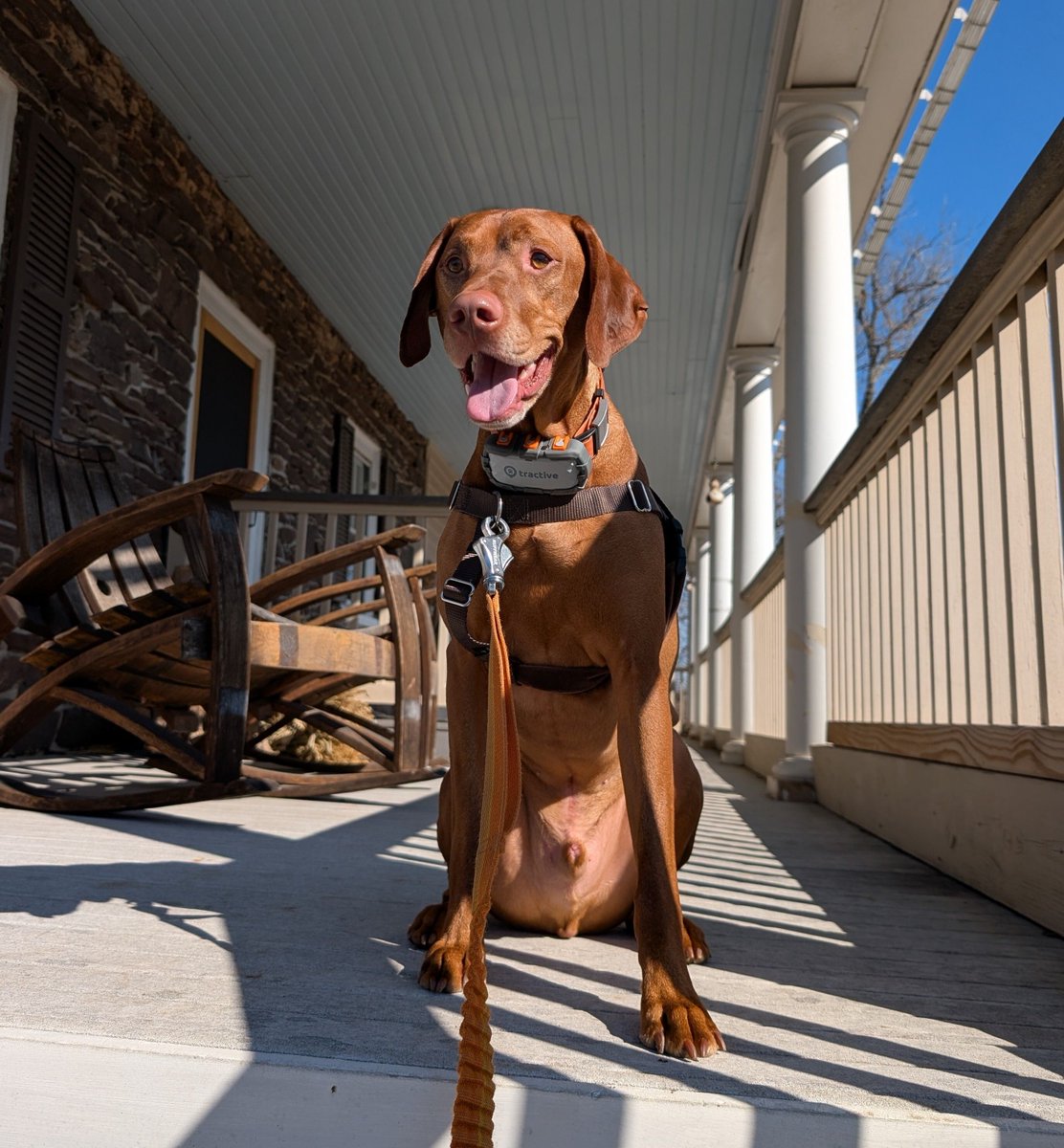 Intrepid Pup tweet media