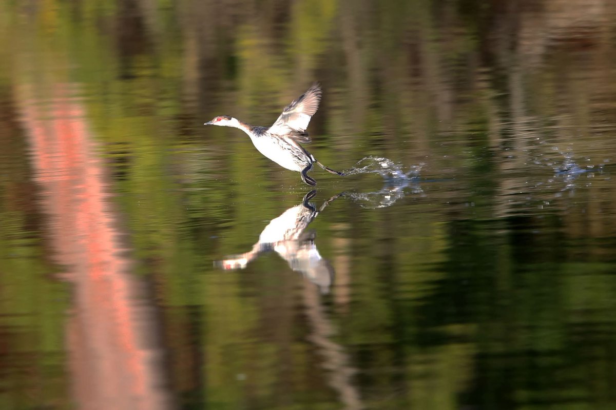 Grebe at Timberneck Creek near Williams Landing Pier. <a href="/virginianpilot/">The Virginian-Pilot</a> <a href="/GloMtwsGJ/">Gazette-Journal</a> <a href="/13NewsNow/">13News Now</a>