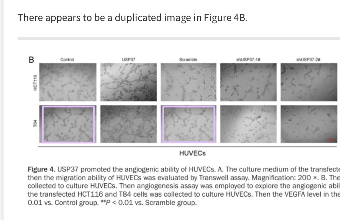 Cheshire tweet media