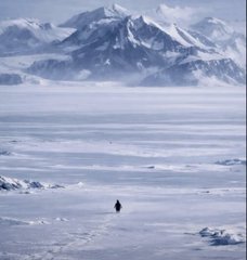 Nieztschaen Penguin tweet media