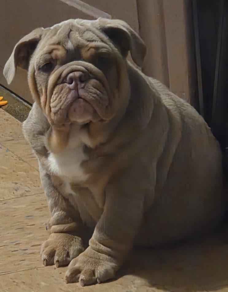 𝔸𝕣𝕥𝕦𝕣𝕠 ℂ𝕒𝕤𝕥𝕒𝕘𝕟𝕖́ ℂ𝕠𝕦𝕥𝕦𝕣𝕚𝕖𝕣 tweet media