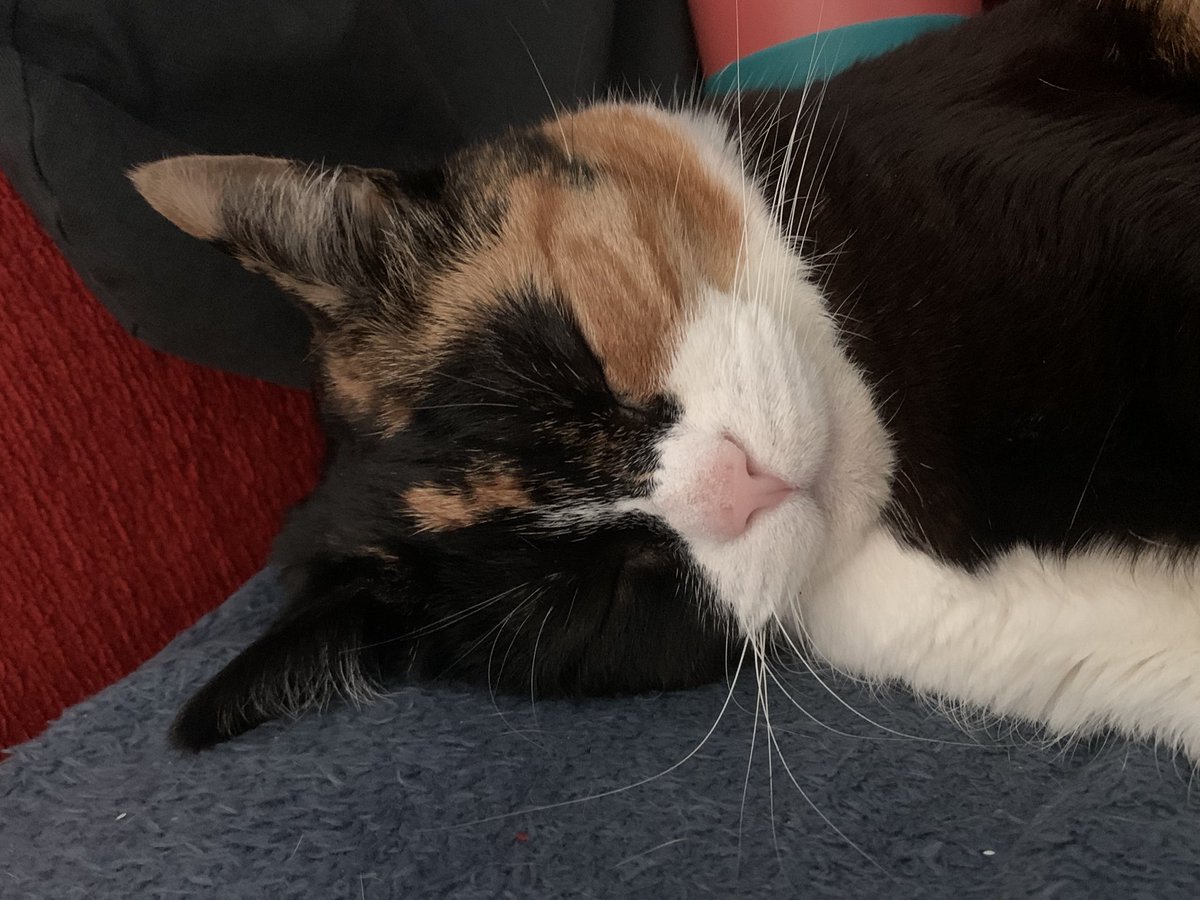 minky goblin tweet media