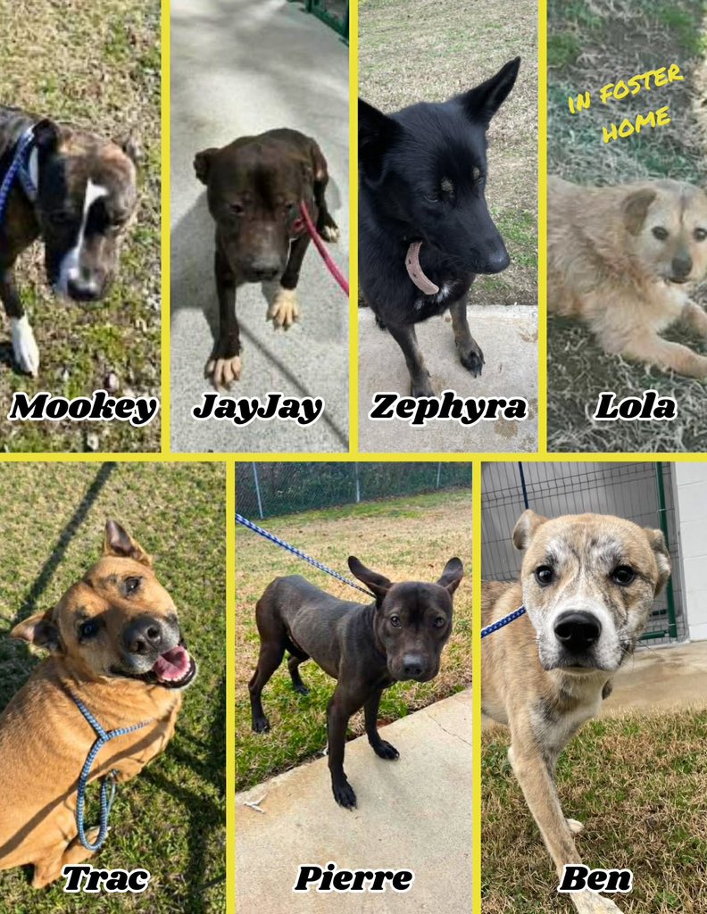 Donna Lac tweet media