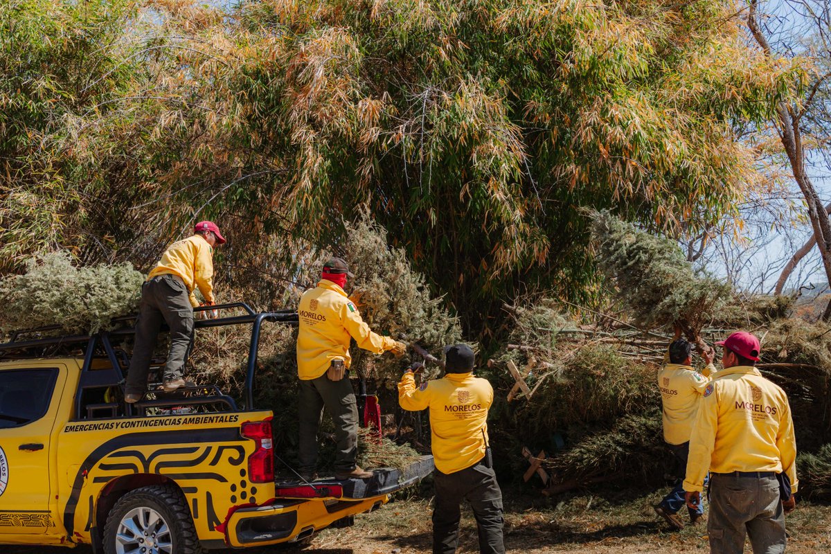 24_morelos's tweet image. TODO UN ÉXITO LA CAMPAÑA DE ACOPIO DE ÁRBOLES DE NAVIDAD 

@SDS_Morelos informó que concluyó con buenos resultados la campaña de acopio de #árboles de #Navidad, al superar la cantidad recolectada el año anterior. 

Las personas que entregaron su ejemplar en el Parque Barranca de