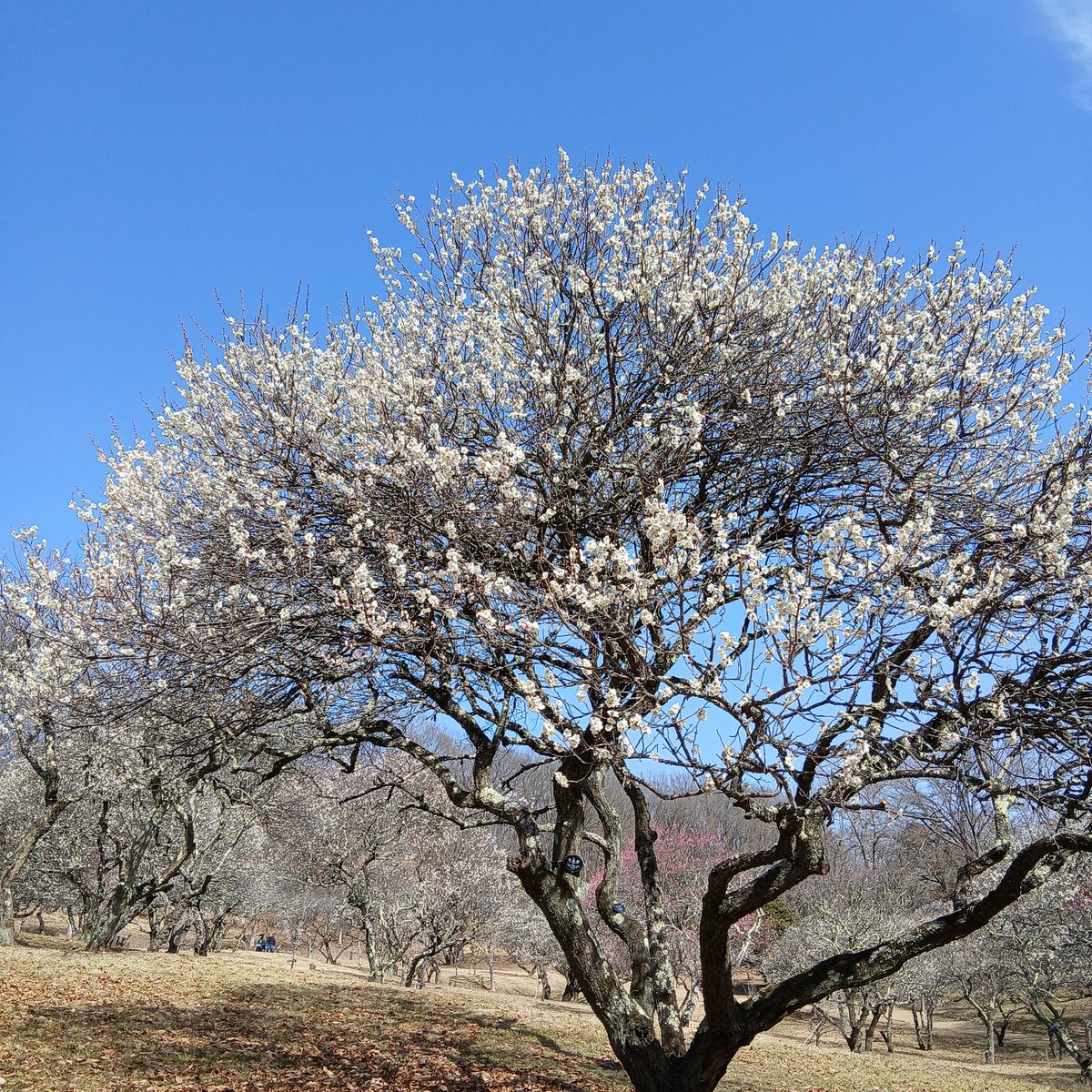 おはようございます☀️

梅ちゃんも満開に近く
いよいよ春ですかねぇ