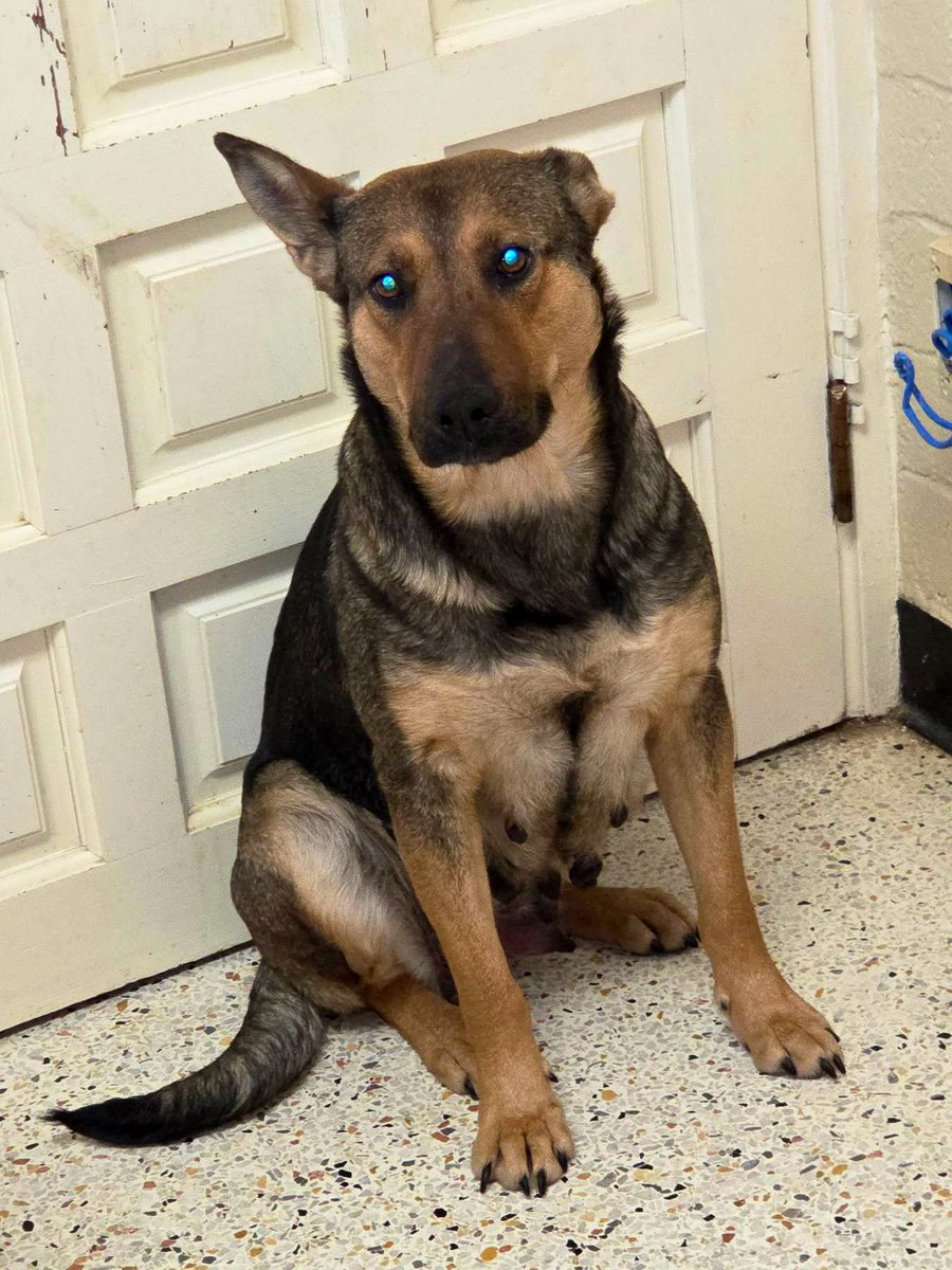 Amber, Belle & Kingston 🐾 tweet media