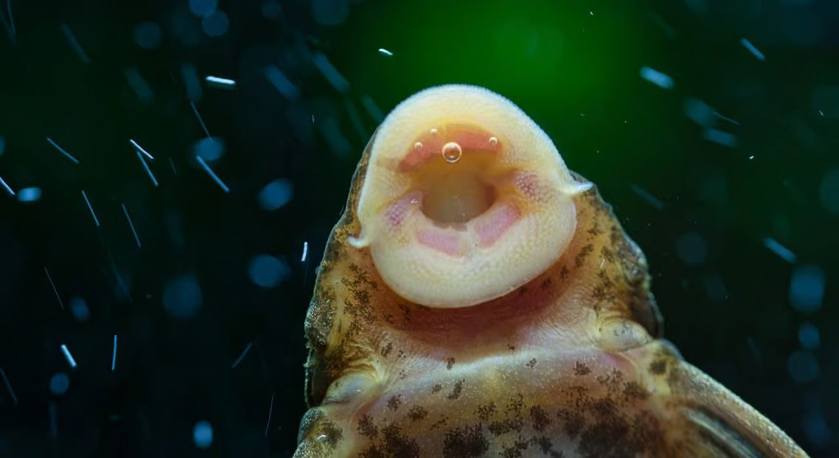 NƆlᴉפ ¯\_(ツ)_/¯ tweet media