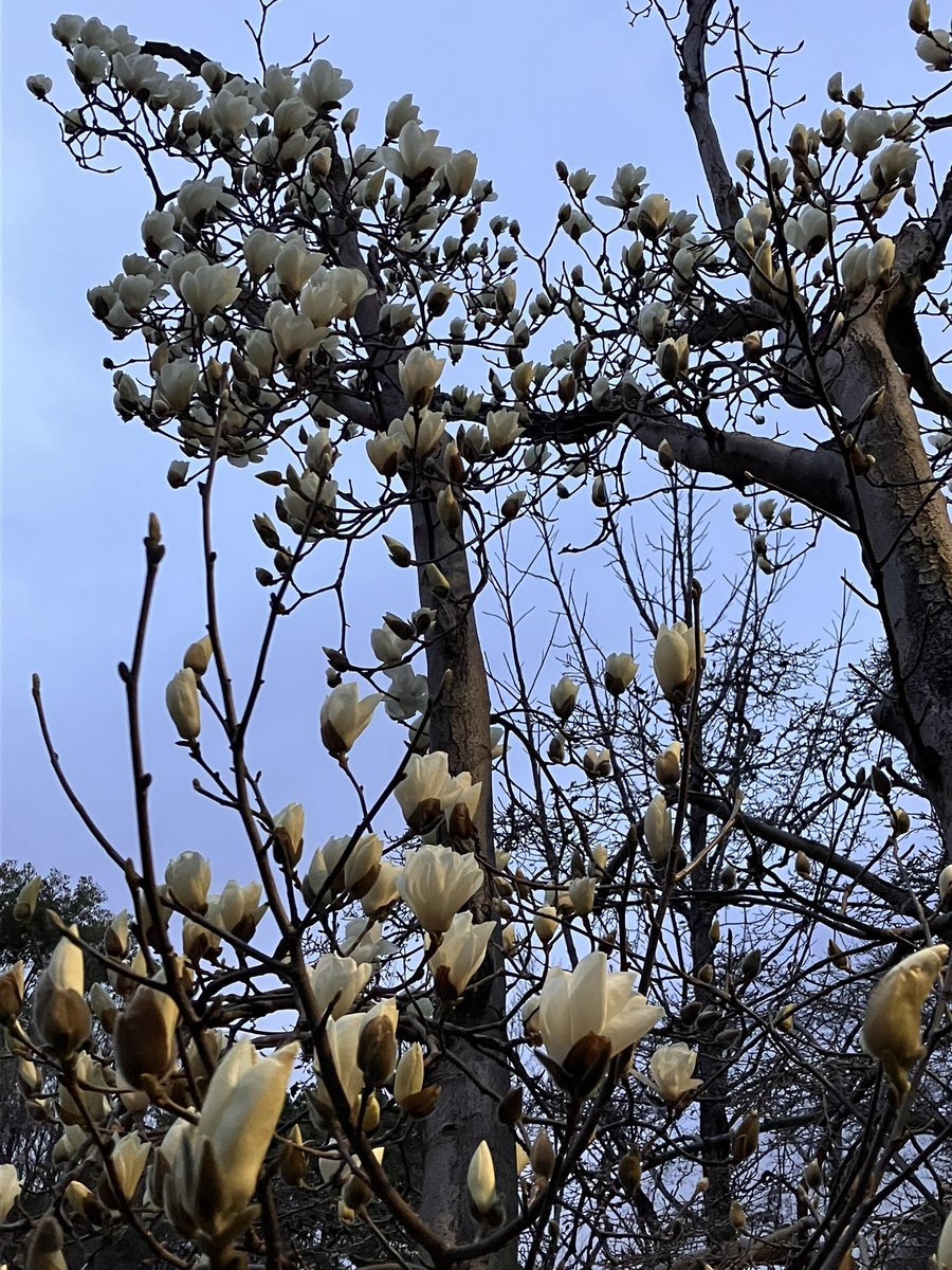 北の丸公園の白木蓮、いい香り✨