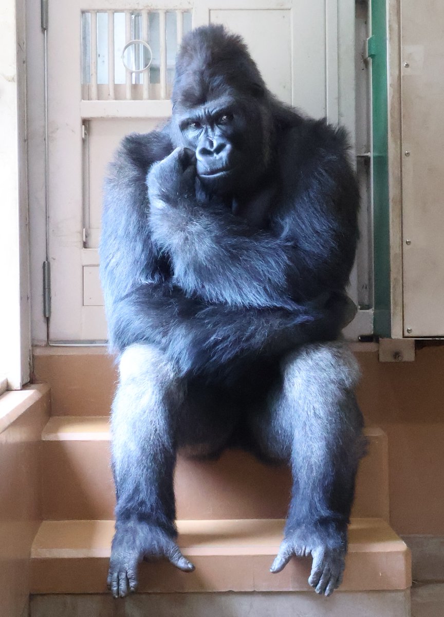 gomakomame (@gomakomame) / Posts / X