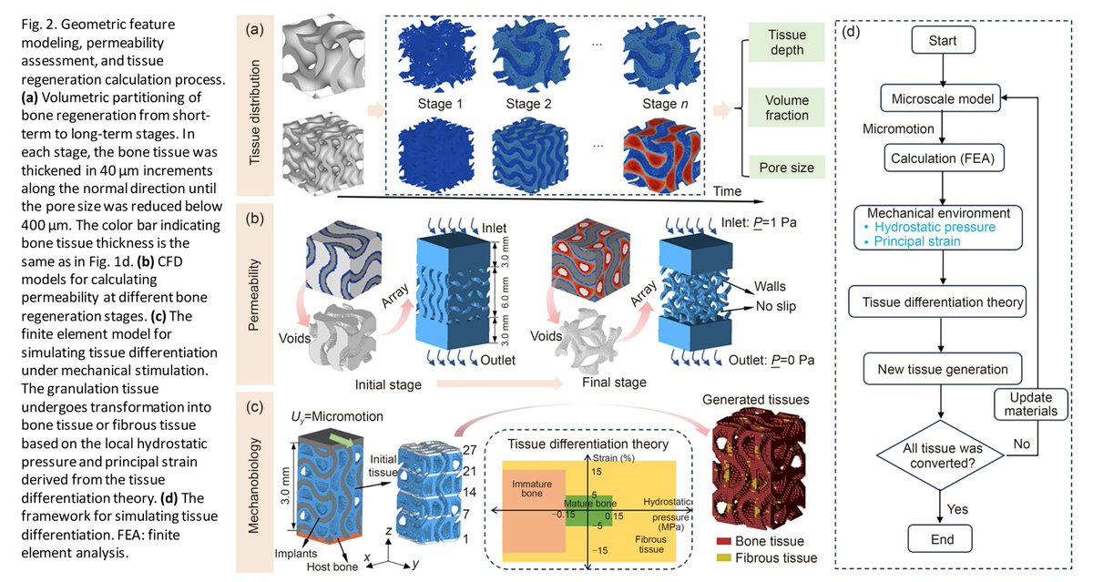 Bio-Design and Manufacturing tweet media