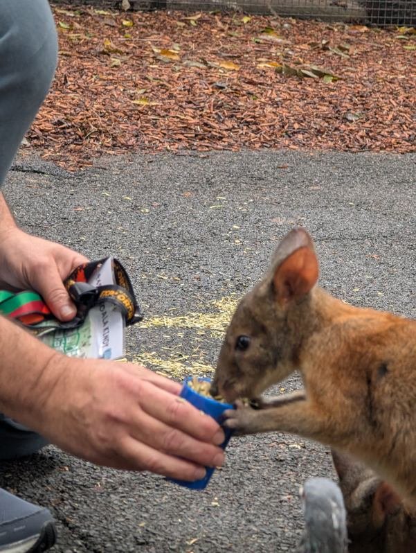 David 'JoelKatz' Schwartz tweet media