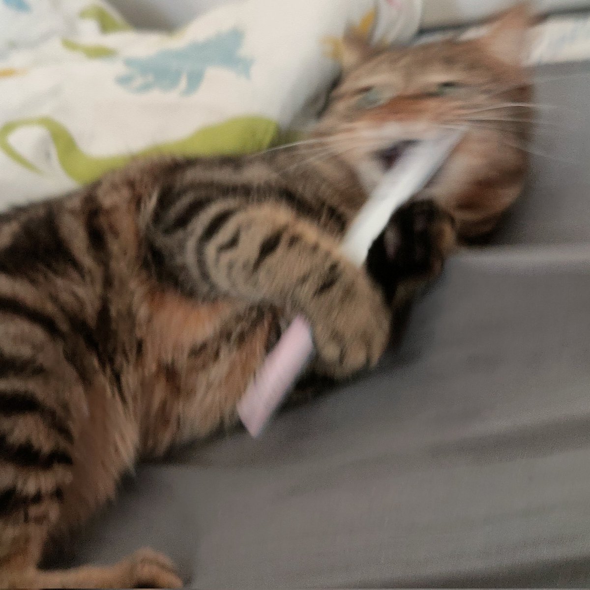 Helki 🦖 tweet media