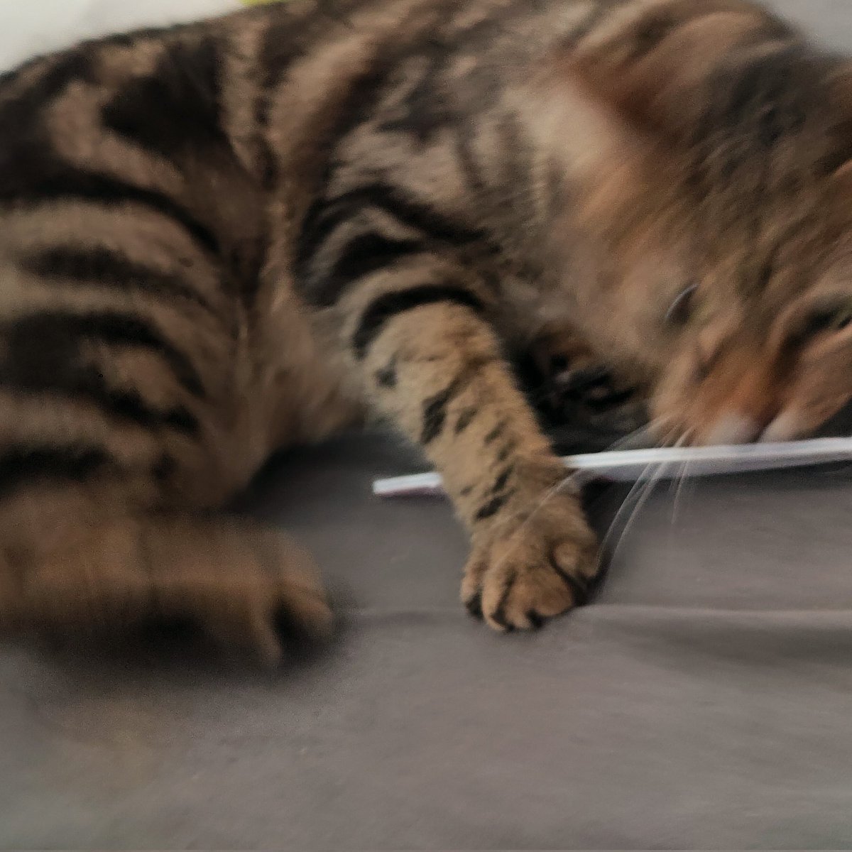 Helki 🦖 tweet media