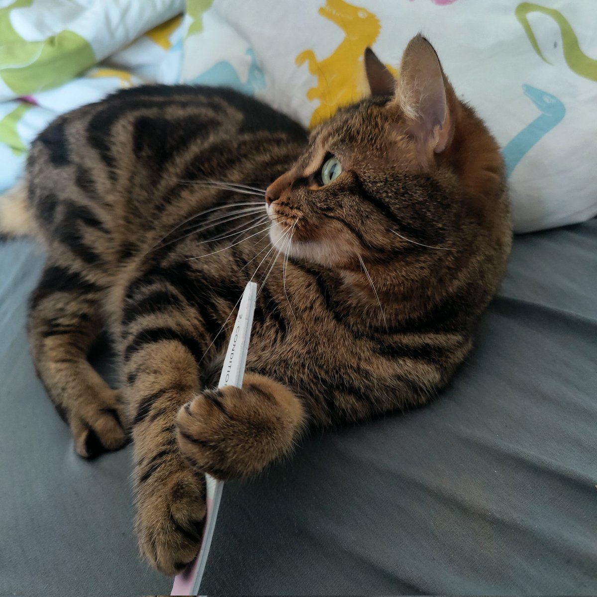 Helki 🦖 tweet media