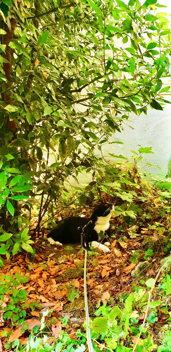 thanos_cat's tweet photo. À propos d’un chat / About a cat

https://t.co/hA63opH0z8 https://t.co/OPyUXtdUJv