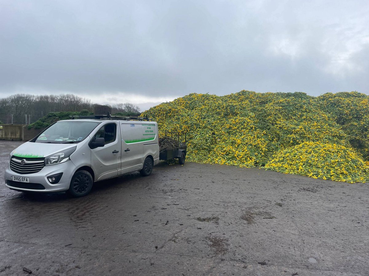 What a waste of resources. Daffodils in west Cornwall, already picked and bunched, being dumped as they're too far gone for sale. I know it's what happens to them anyway, but this feels sad and if nothing else, a waste of time, money and resources.