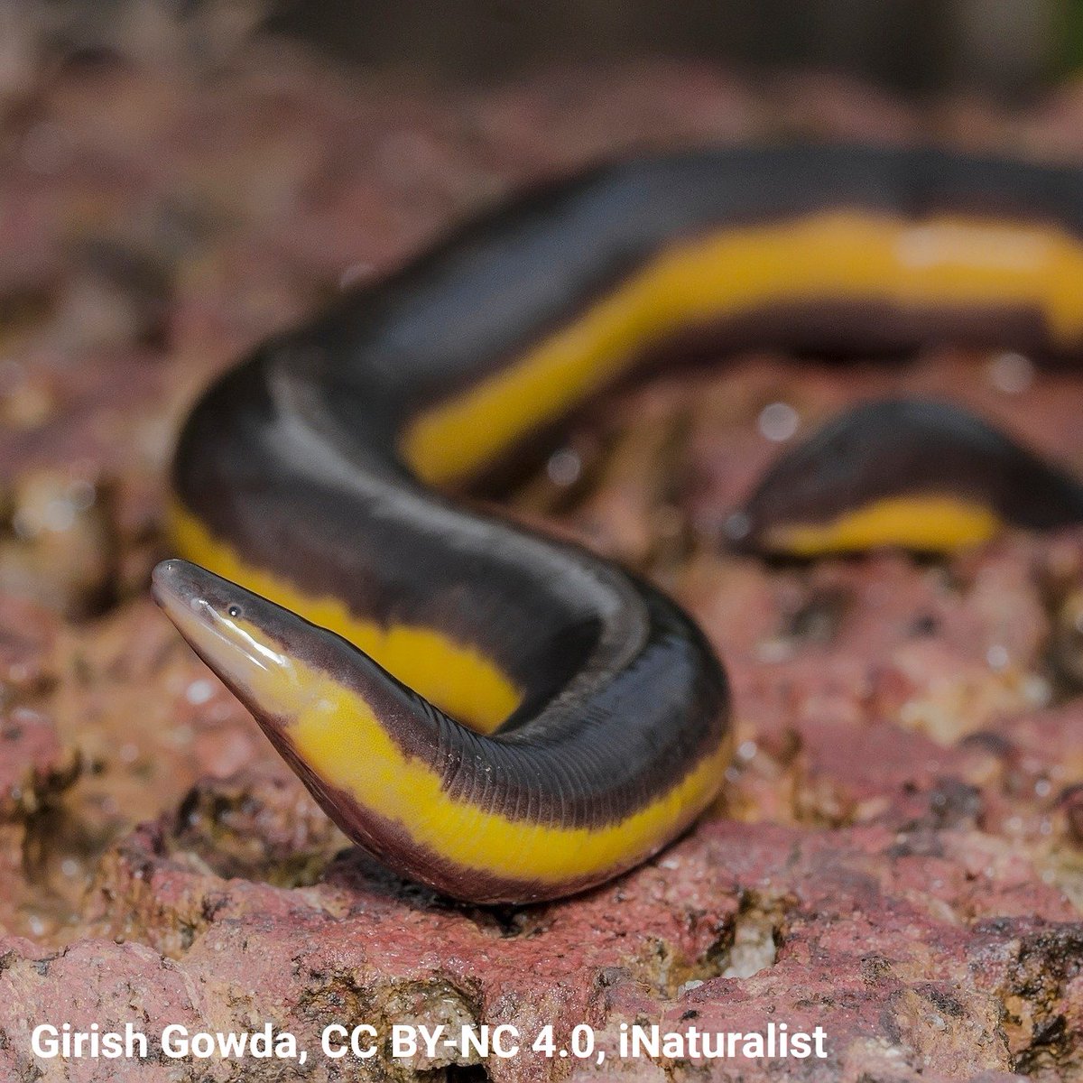 American Museum of Natural History tweet media