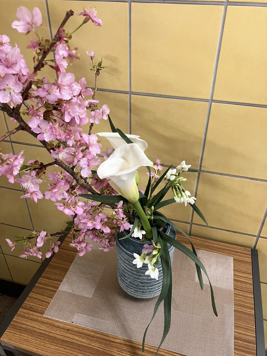 #東西線高田馬場駅いけばな定点観測🔭
まだまだ咲き誇る桜にsnow dropかな？
早春らしい水仙系のお花が投入されてました🤍🌸