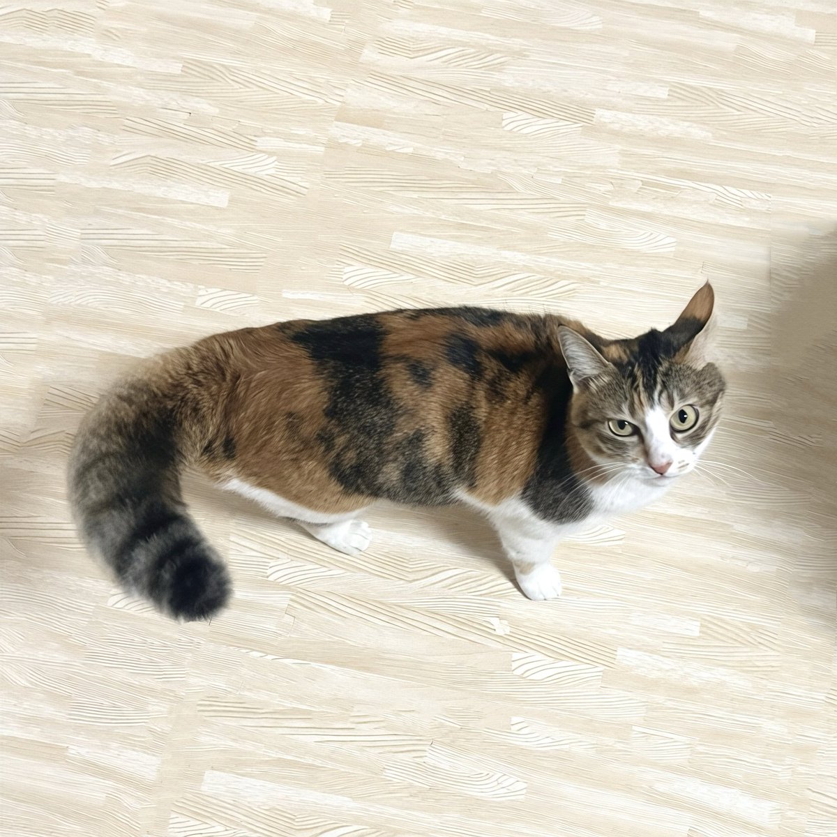 misima6g's tweet photo. 🦝 https://t.co/HkMz4UlYln