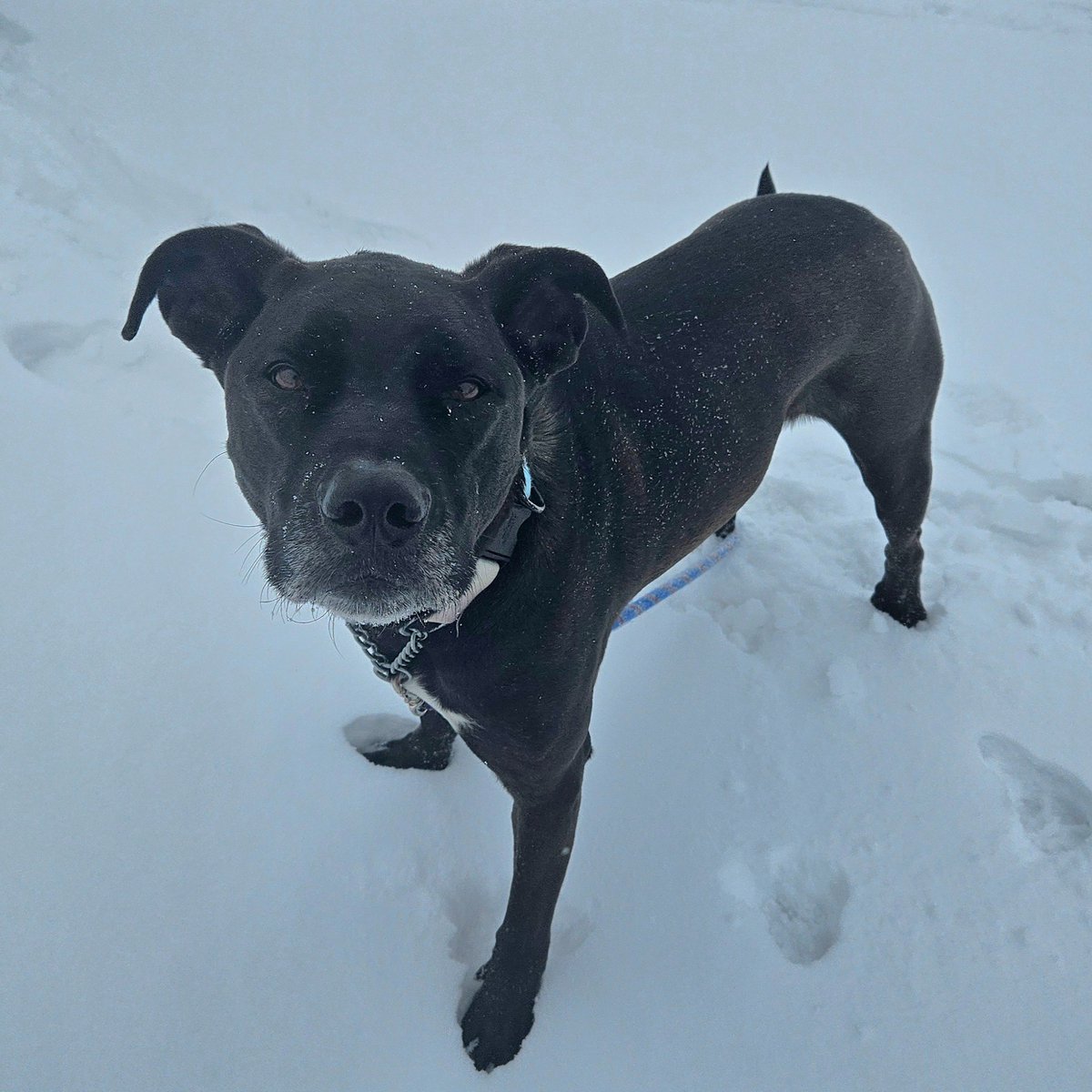 Edmonton Humane Society tweet media