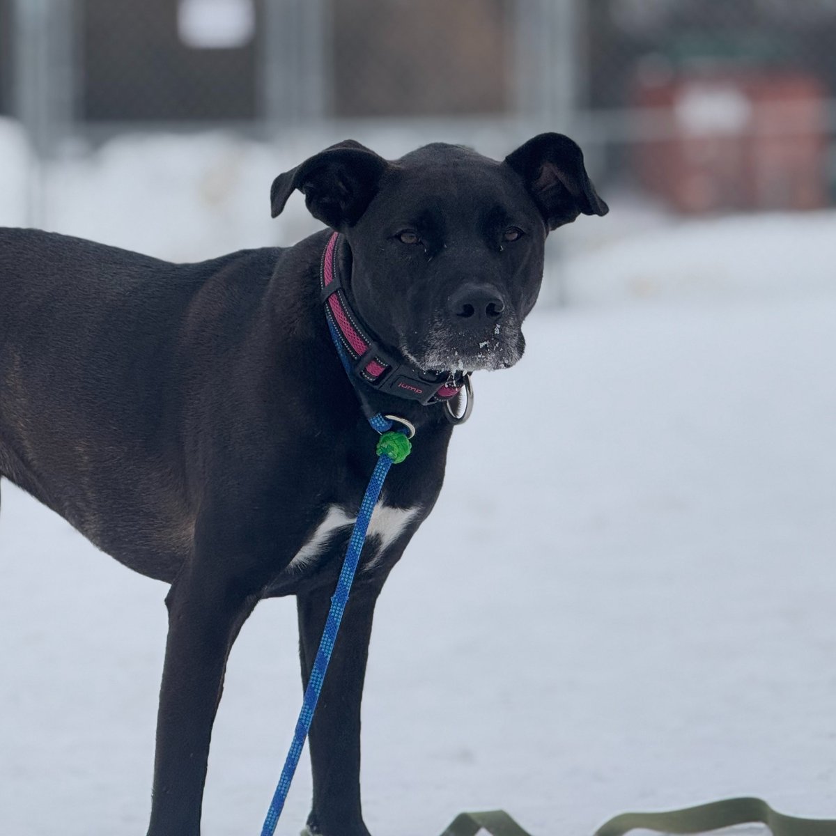 Edmonton Humane Society tweet media