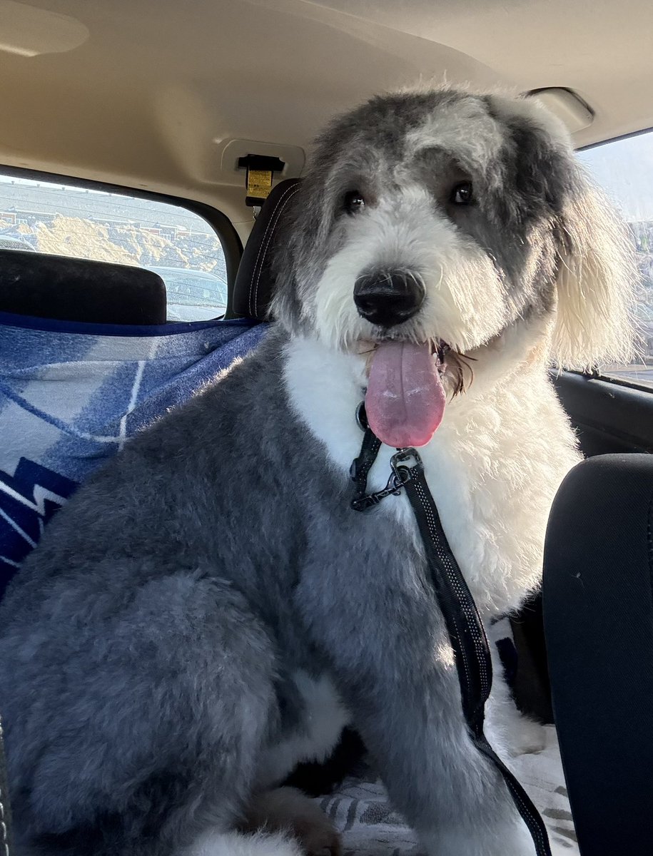 Pre and post spa day photos! I feel like a new man! Trimmed, but still floofy 🐾🐾
🐑🐶🐾🪮
#oes