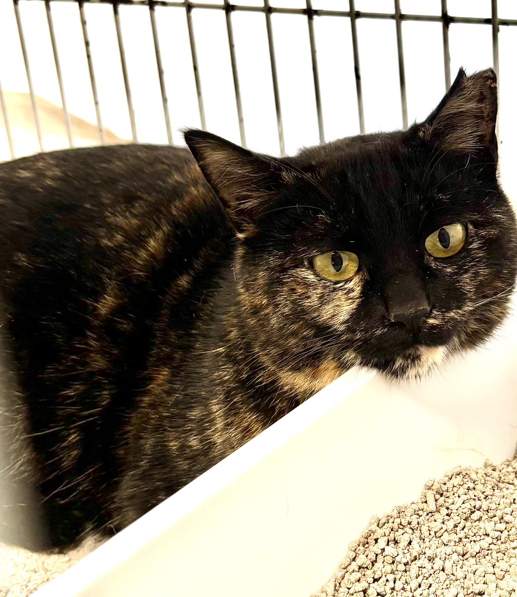 ピースにゃんこ函館＠うめこBB tweet media