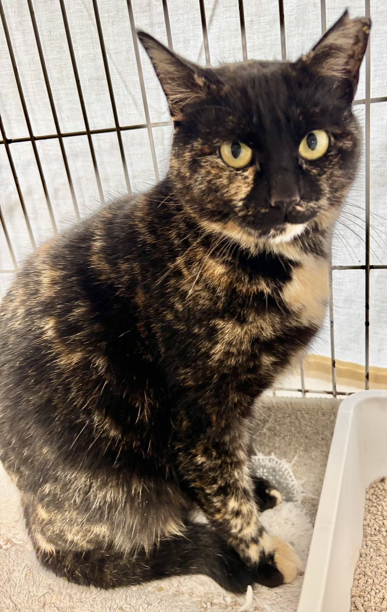 ピースにゃんこ函館＠うめこBB tweet media