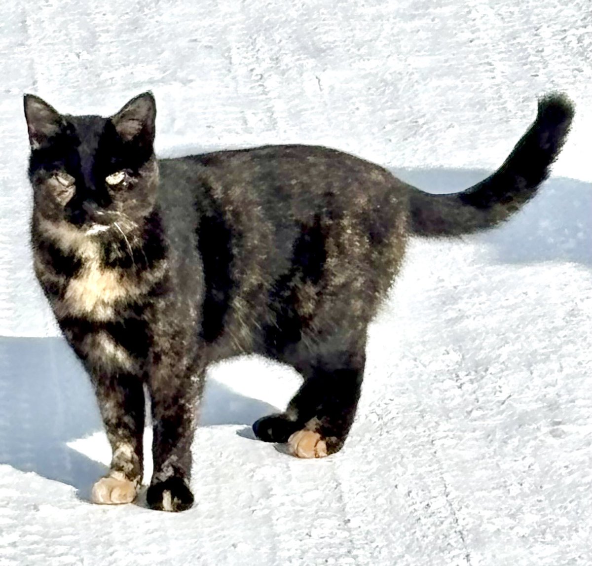 ピースにゃんこ函館＠うめこBB tweet media