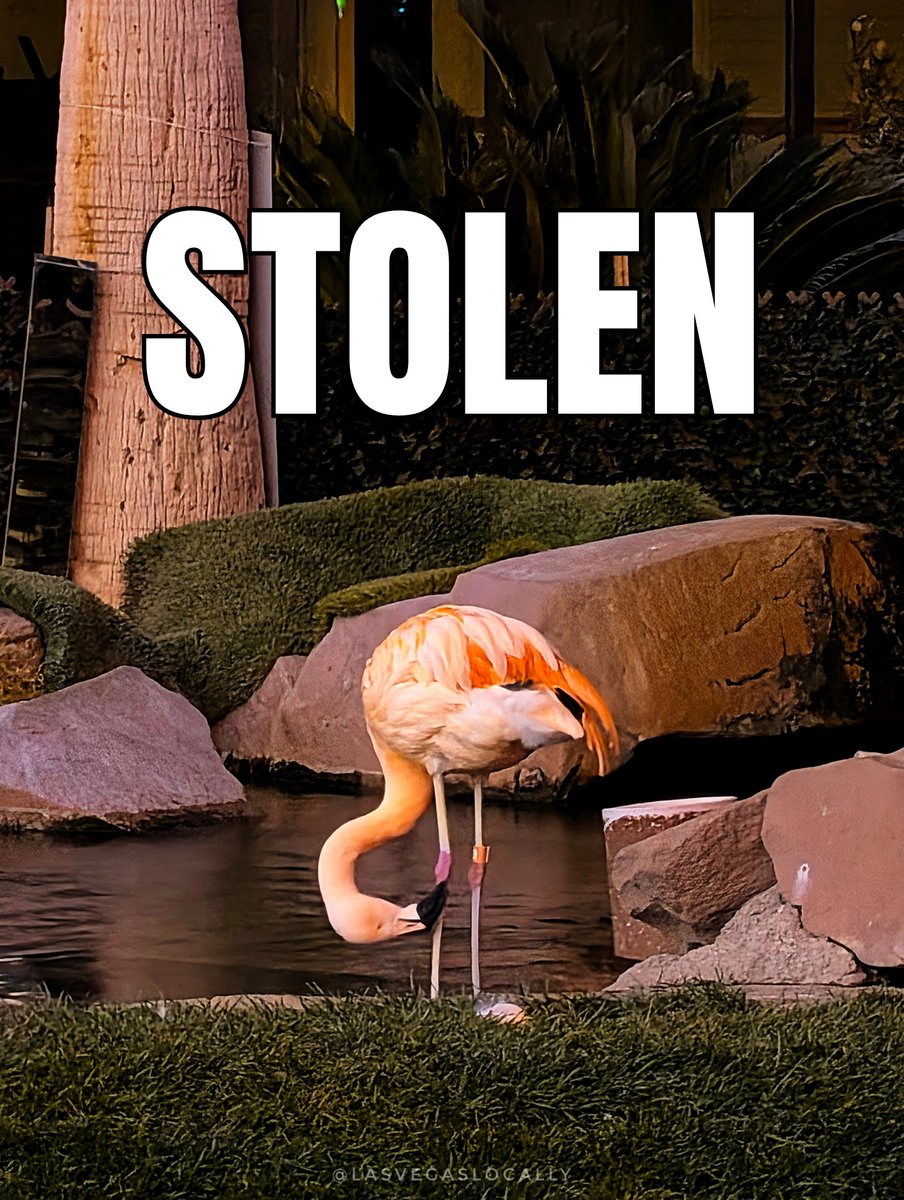 Las Vegas Locally 🌴 tweet media