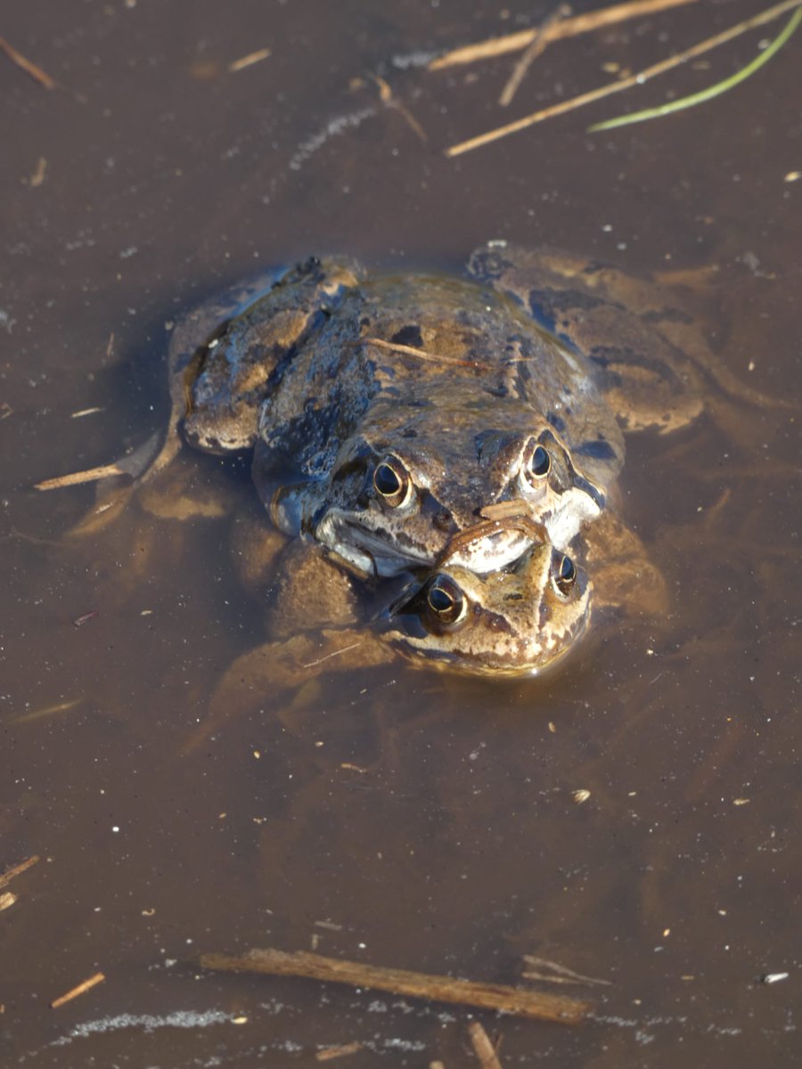 derryasoper's tweet photo. #frogs #NatureLover https://t.co/E4BED0prFR