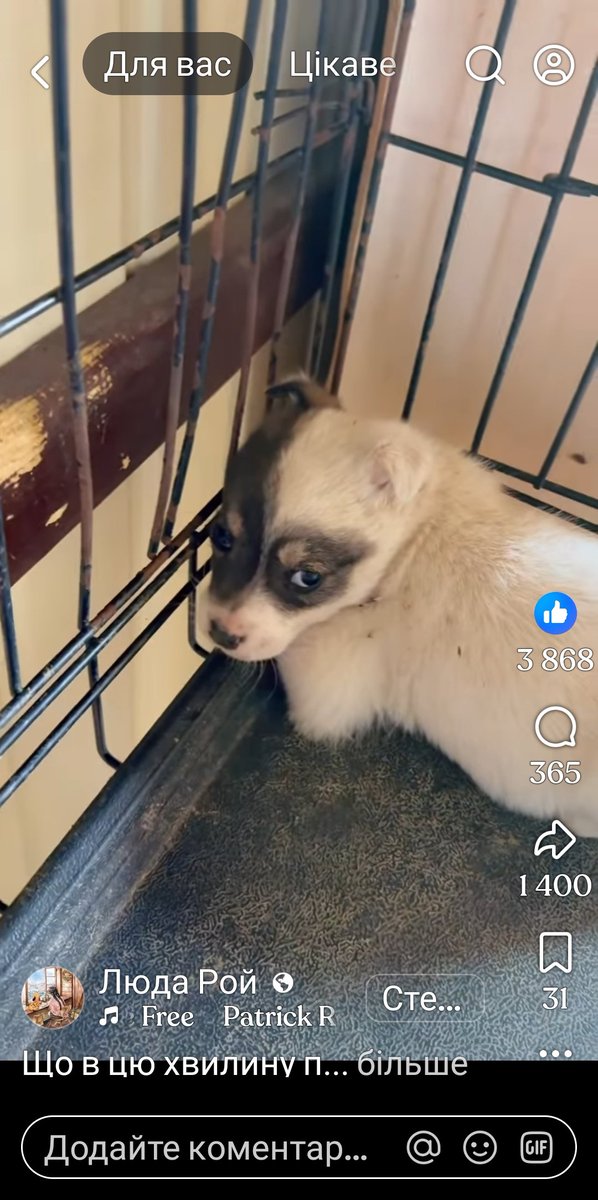 Оголошення не моє, просто побачила в інеті. Дуже шкода собачку, може хто зглянеться і забере