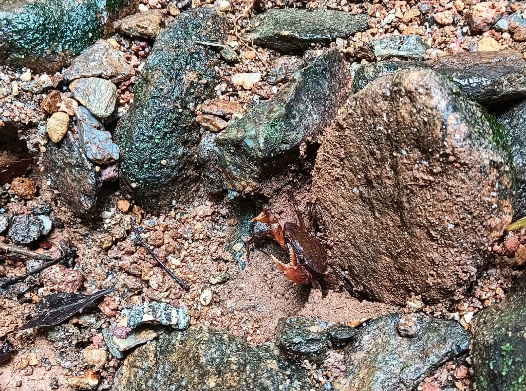RadNalCo's tweet photo. #Regiones | Autoridades ambientales en Antioquia confirmaron el hallazgo de una nueva especie de cangrejo de agua dulce en una quebrada de El Bagre.

La especie, Phallangothelphusa lobulata, fue publicada en la revista científica Zootaxa y es considerada un indicador natural de buena calidad del agua.