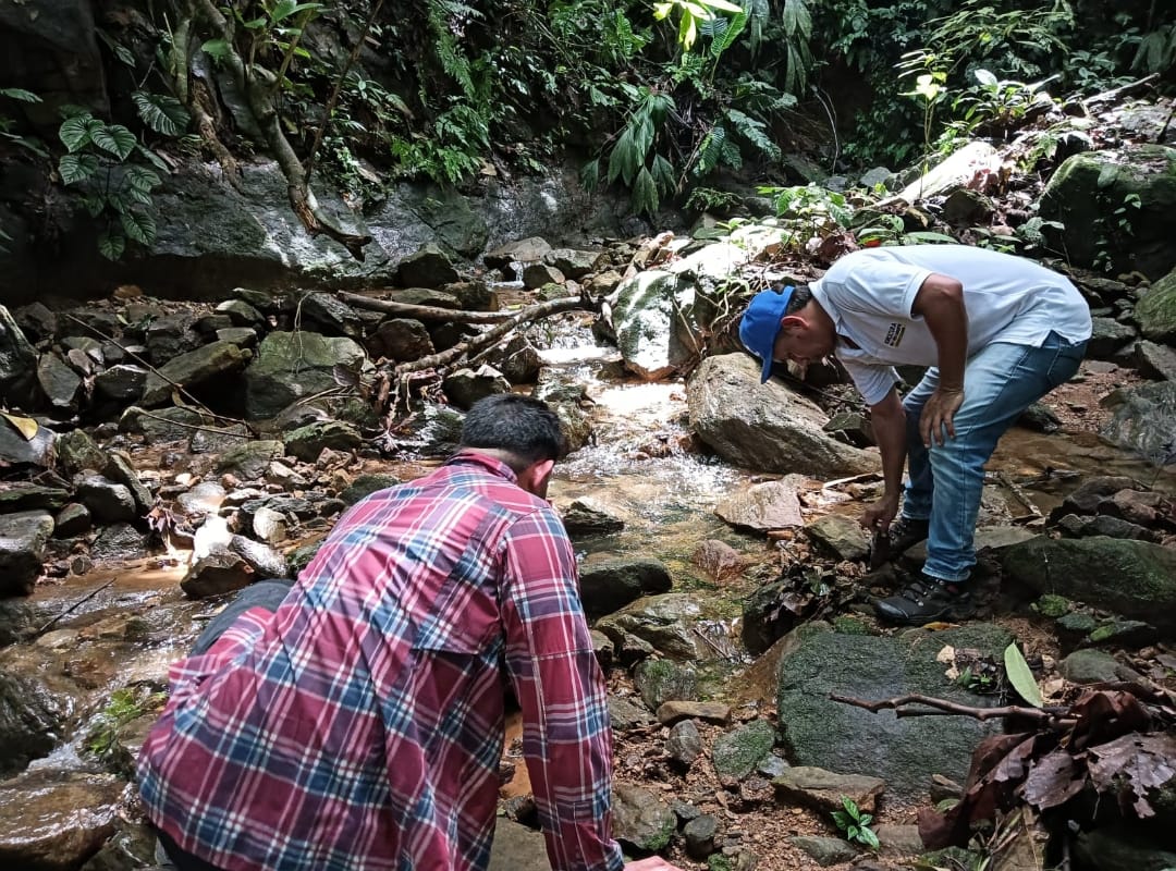 RadNalCo's tweet photo. #Regiones | Autoridades ambientales en Antioquia confirmaron el hallazgo de una nueva especie de cangrejo de agua dulce en una quebrada de El Bagre.

La especie, Phallangothelphusa lobulata, fue publicada en la revista científica Zootaxa y es considerada un indicador natural de buena calidad del agua.