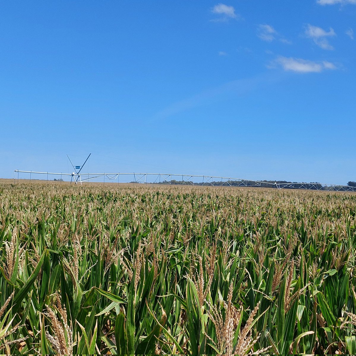 Guille Divito tweet media