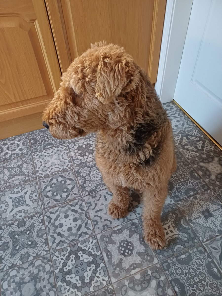 HeathersCookies's tweet photo. #WontLookWednesday
Late in the day, but I made it, pals.
Bob๐พ
#AiredaleTerrier #DogsOfTwitter #DogsOfTwiX #DogsOfX https://t.co/pK7YzyunIt