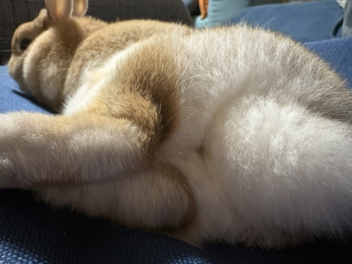 komugiii326's tweet photo. #うさぎのいる暮らし 
 #ネザーランドドワーフ https://t.co/izJdEBXS1z