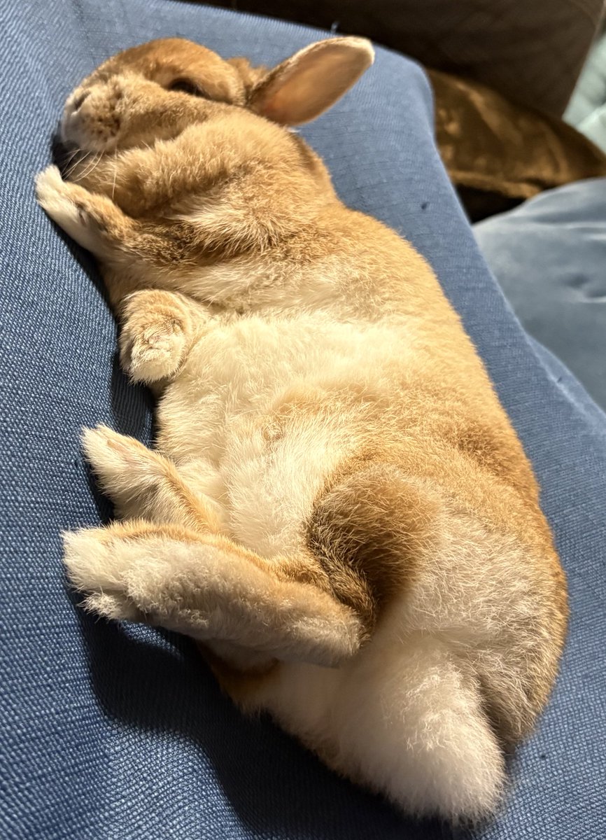komugiii326's tweet photo. #うさぎのいる暮らし 
 #ネザーランドドワーフ https://t.co/izJdEBXS1z