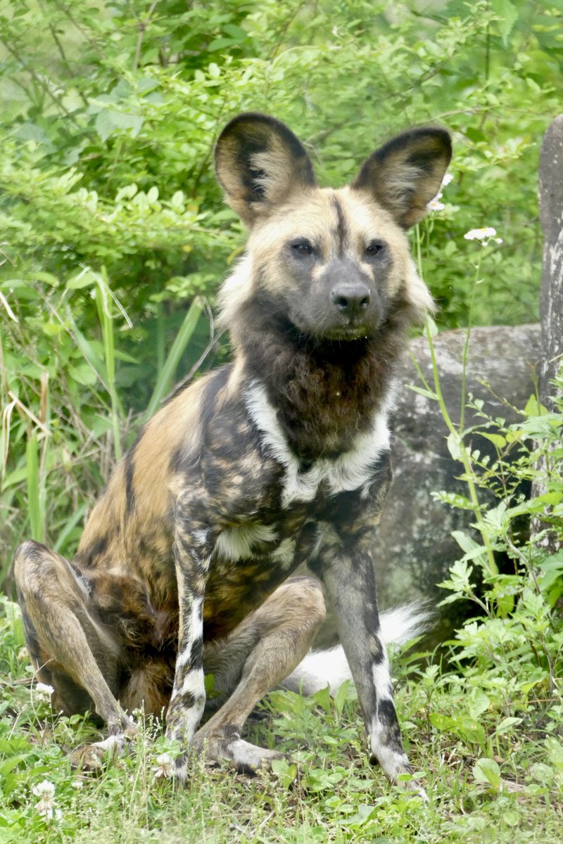 レムルゥ tweet media