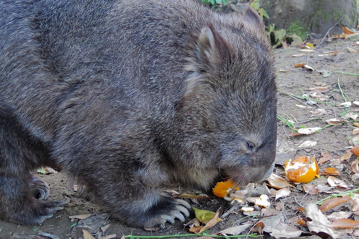 MSM_810's tweet photo. 飼育員さんにもらったミカンを美味しそうに食べていた2016年。
わすれてないよ、ありがとう。
3/5、スミレちゃんの命日。 https://t.co/7p9lmjbO2f