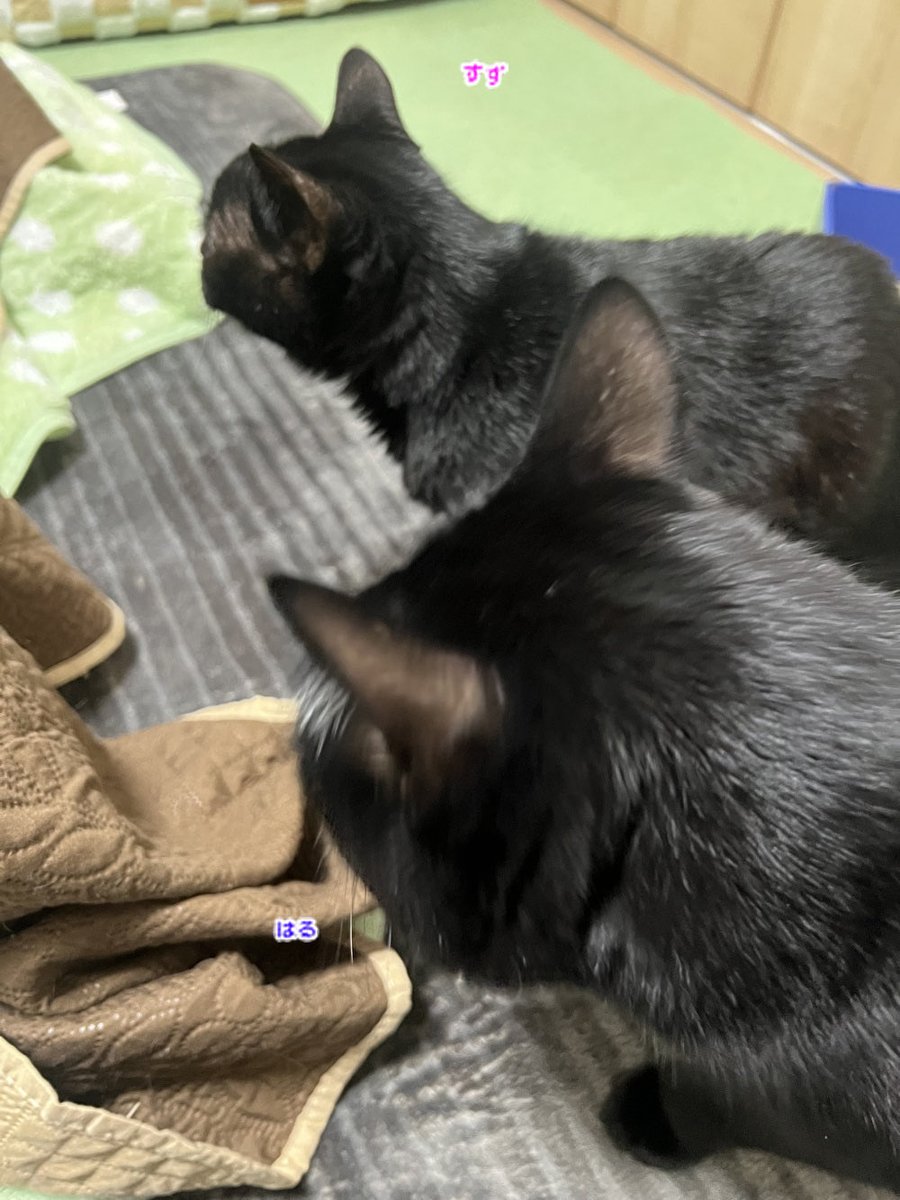 にゃん太郎 (@nyannyan__taro) / Posts / X