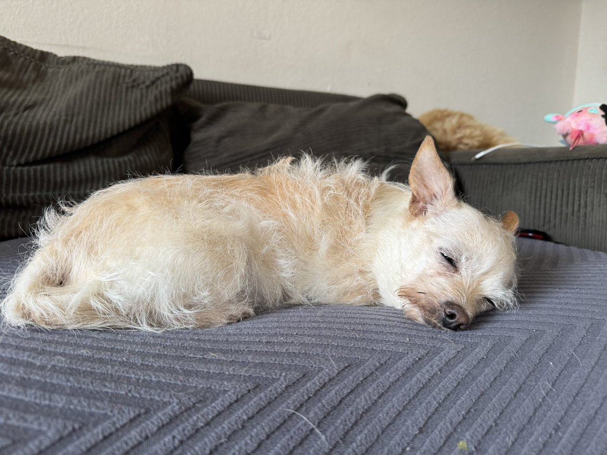 Sleepy angel girl Kona💖