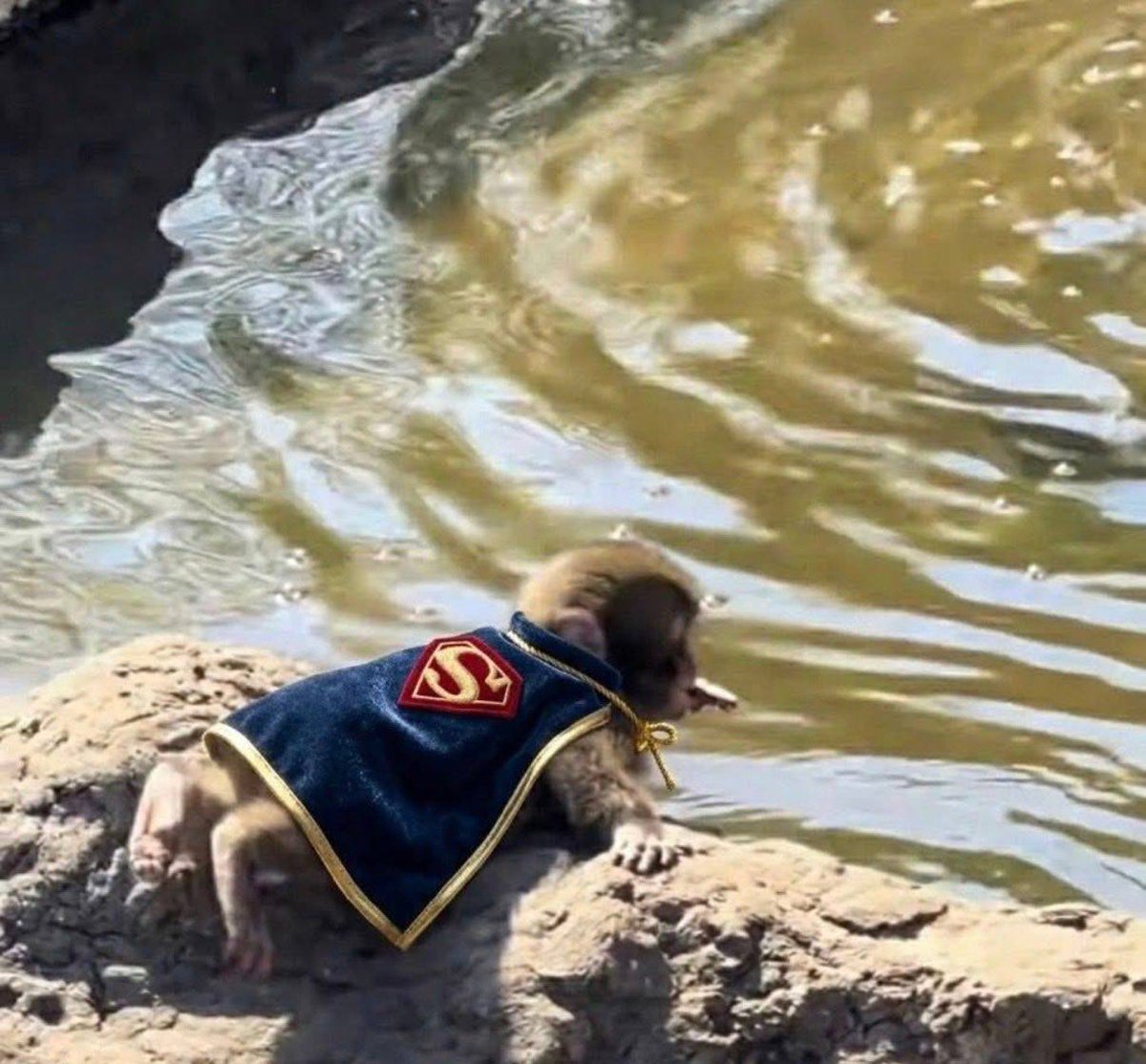 Punch 🔶 BNB tweet media