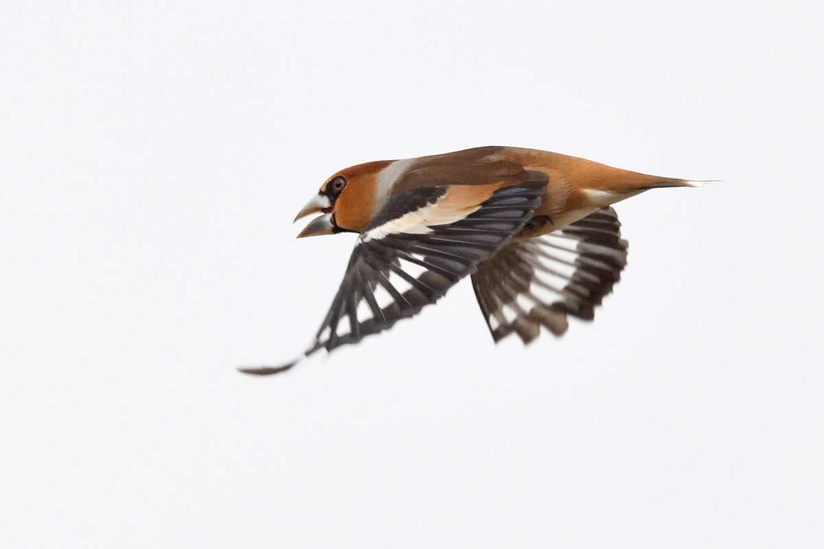 Rob Holmes tweet media