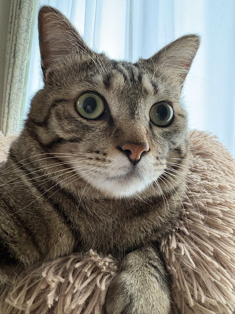 ゆずルイメイママ tweet media