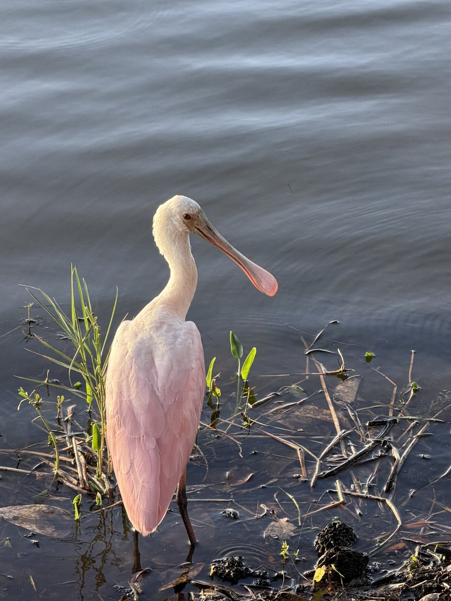 Laura Smith tweet media